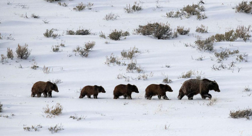 grizzly 399 and cubs