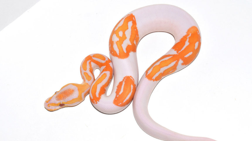 happy face snake