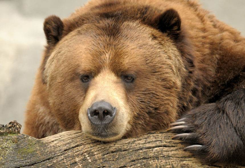 Yellowstone Grizzly