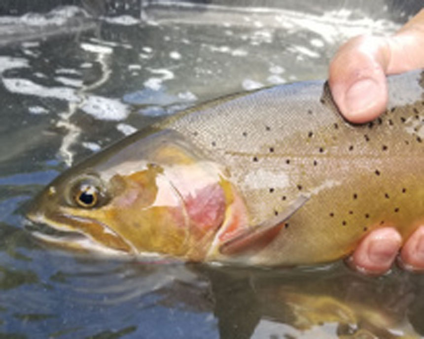 More than 1,200 trout being stocked in eastern Idaho reservoirs this week - Vimarsana News