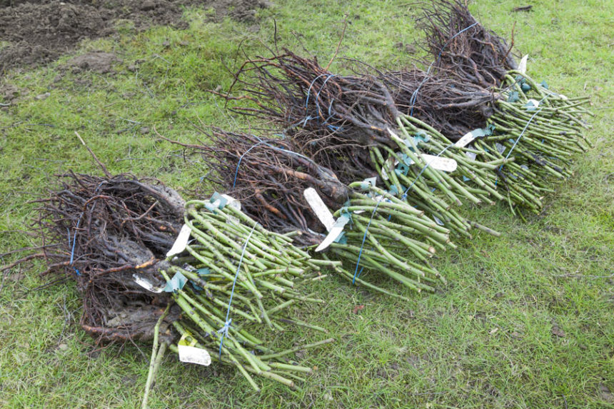 Why bare root plants might be best for you and your garden East Idaho