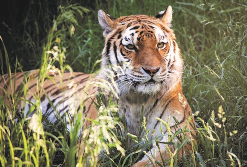 Tiger Idaho Falls Zoo
