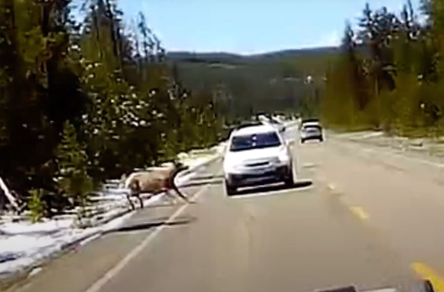 CAUGHT ON CAM Elk hits vehicle in Yellowstone Park while running from