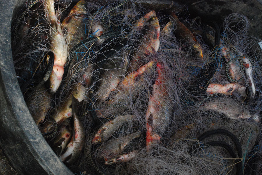 gillnetting