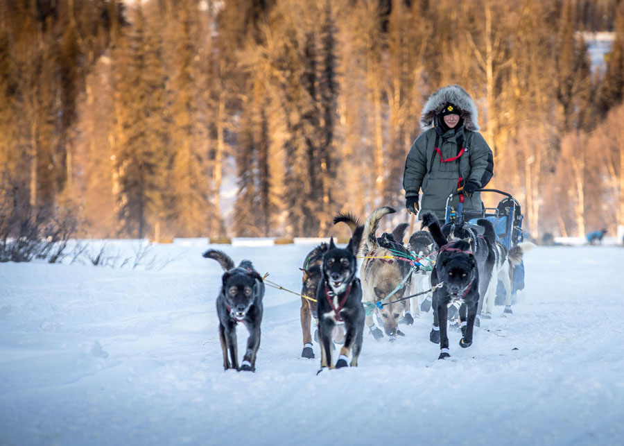 Dog Sledder01