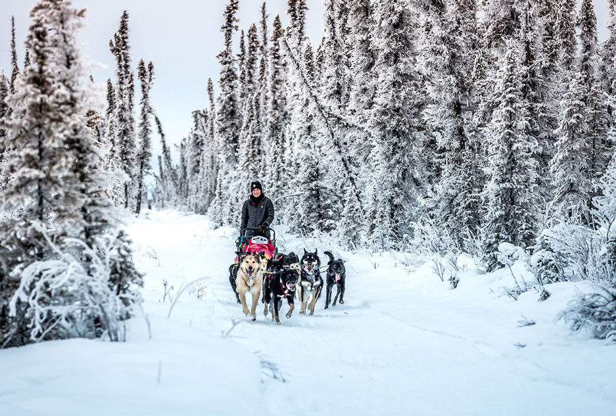 Dog Sledder03