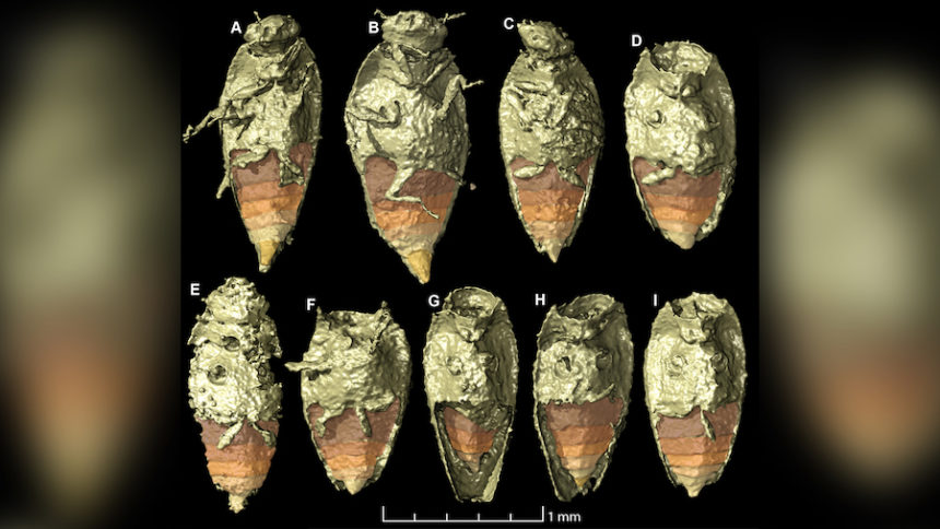 beetle species