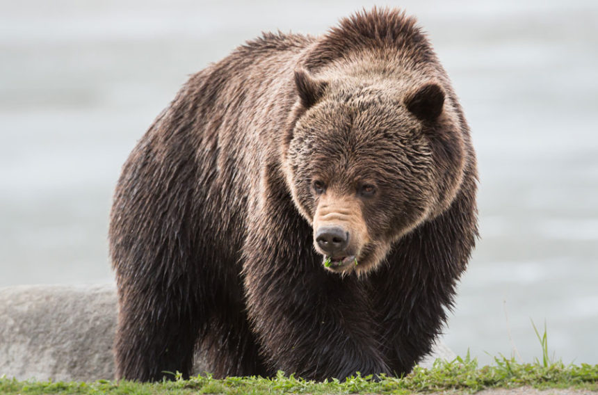 grizzly bear