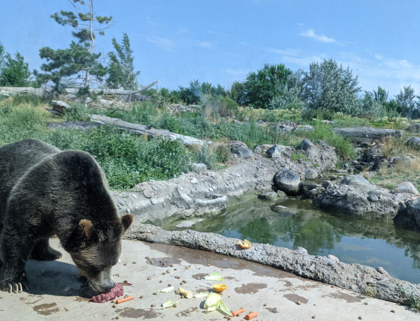 A Grizzly Bear in Zoo Idaho, Pocatello -- Pocatello's new and improved habitat