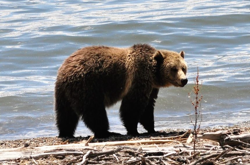 grizzly bear schiess
