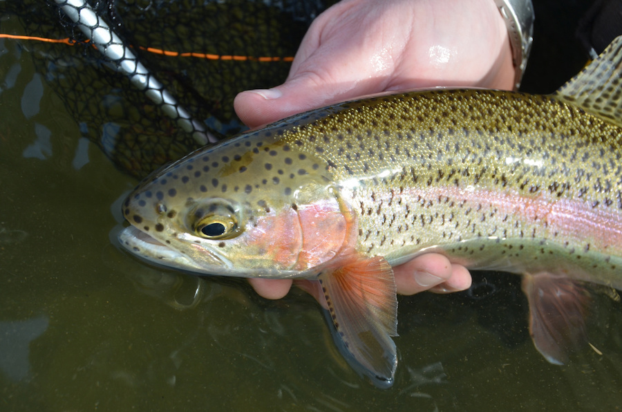 Over 113,000 rainbow trout being released in eastern Idaho waters this month - Vimarsana News