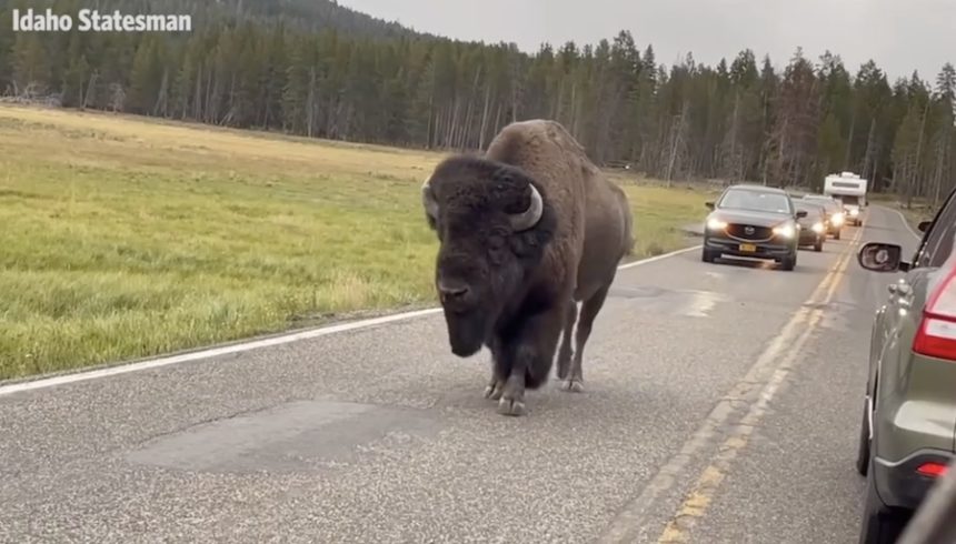 yellowstone bison
