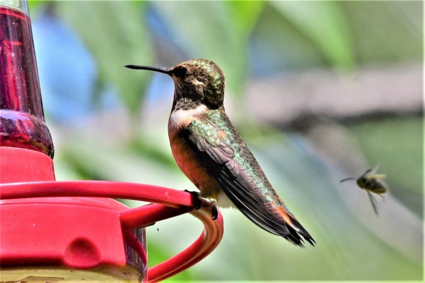hummingbird