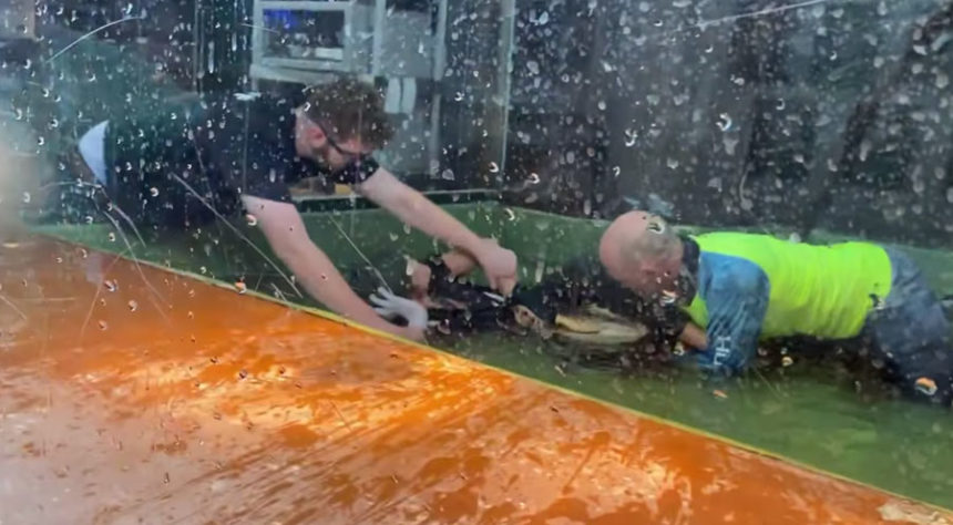 Gator Video