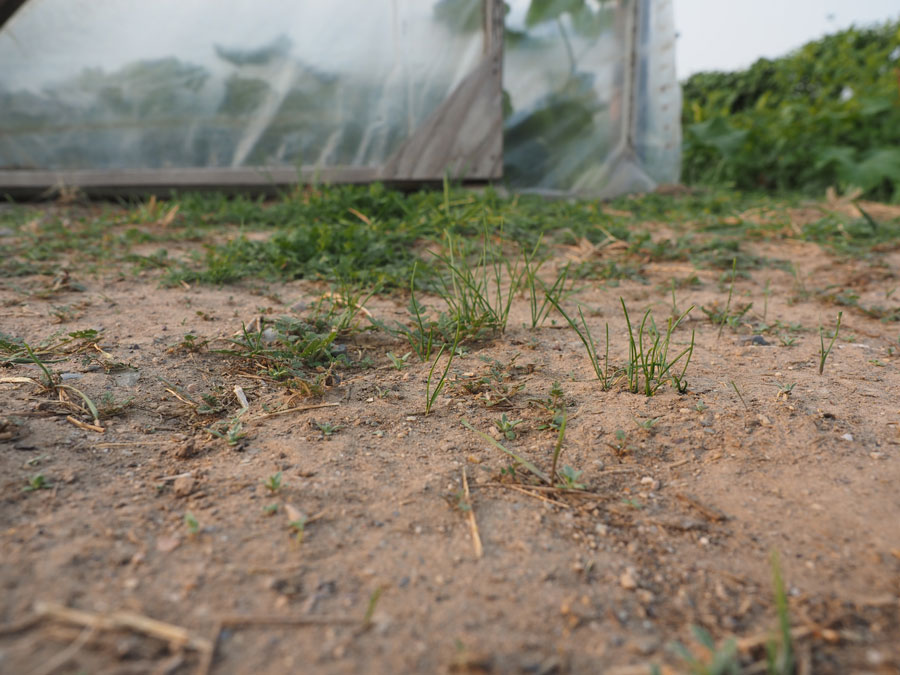 Weeds03