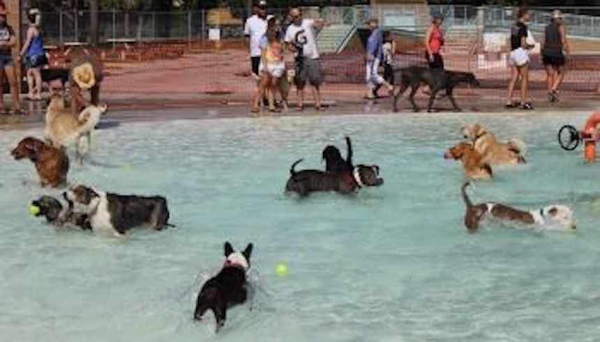 dogs splashing