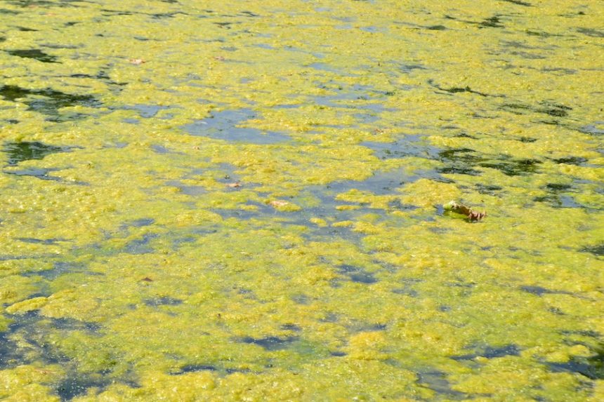 harmful algae