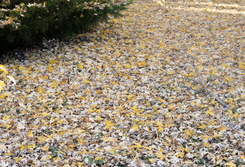 Fallen Leaves2