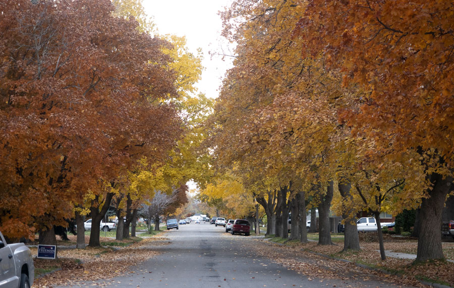 Fallen Leaves