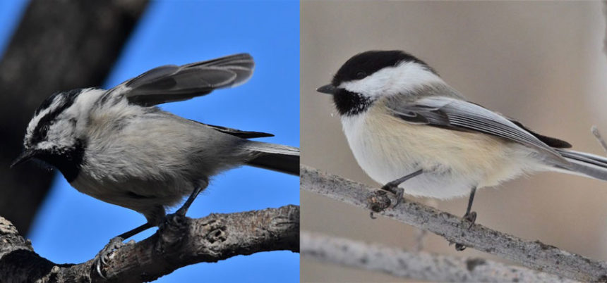 chickadees