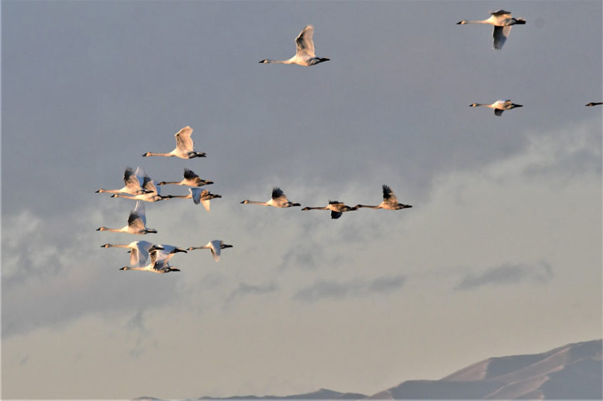 Bigbirds3 21
