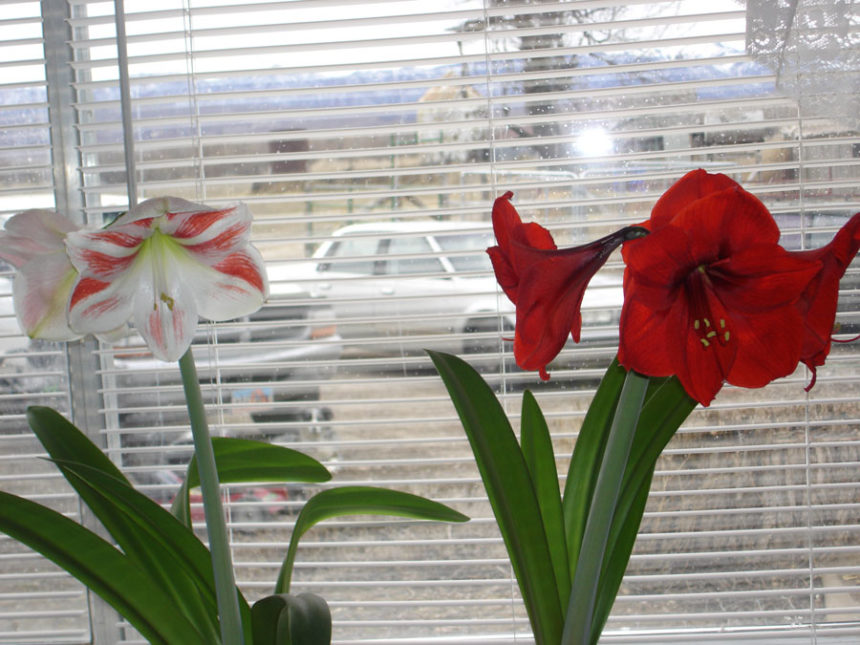 amaryllis01