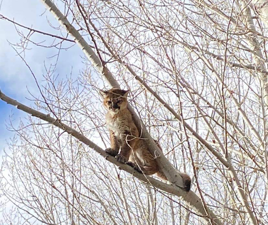 mountain lion