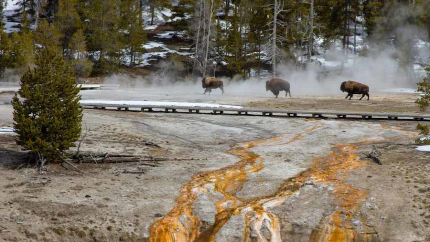 bison yellowstone park