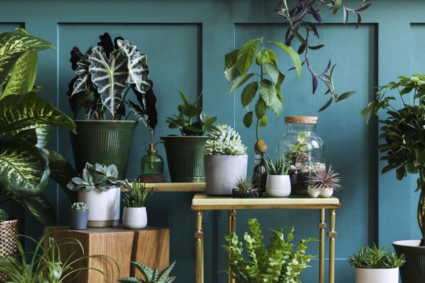 house plants