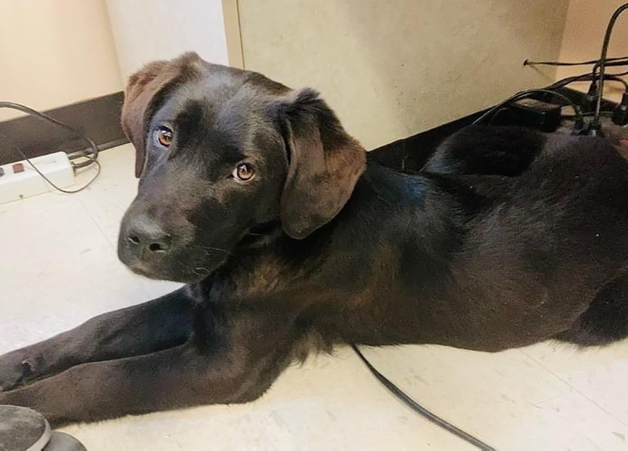 Idaho Falls Animal Shelter dog adoptions will be free this week - East Idaho Falls Animal Shelter dog adoptions will be free this week - East