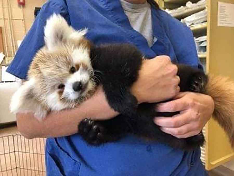 PANDA