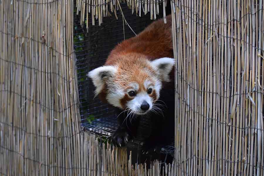 RED PANDA