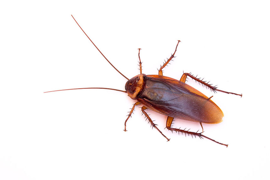 cockroach