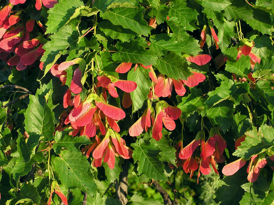 Acer tataricum fruits