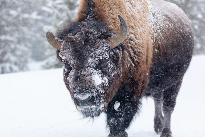 bison