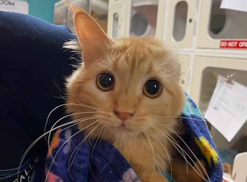 Public asked to help with adoptions after 50 cats are found in