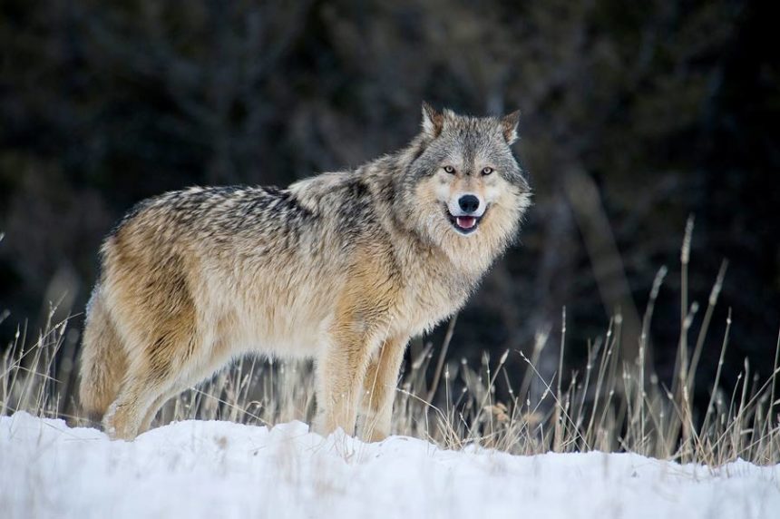 gray wolf