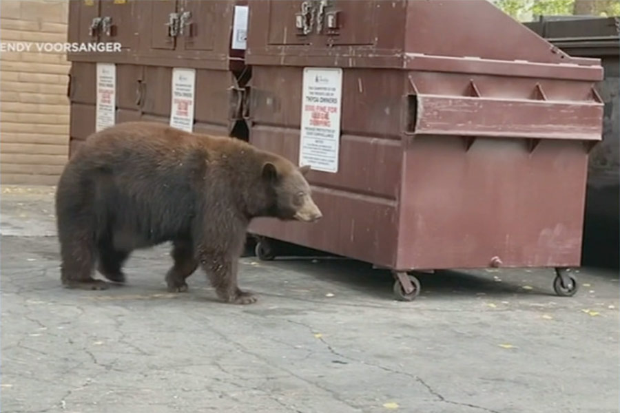'Hank the Tank,' a 500pound bear, breaks into dozens of homes in Lake