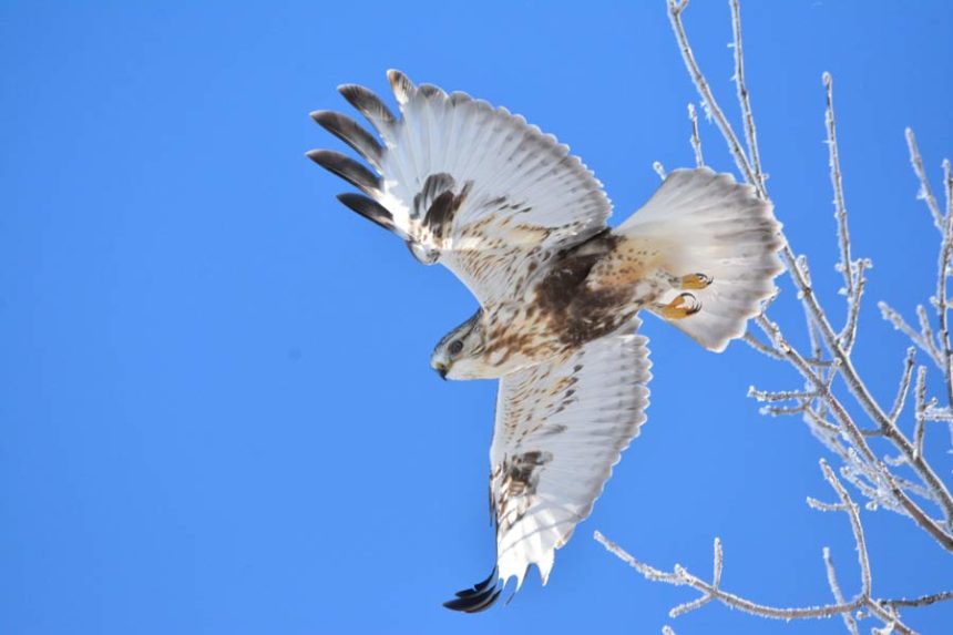 Boise Early Bird Christmas 2022 A Variety Of Birds Were Seen In Eastern Idaho During The Great Backyard Bird  Count - East Idaho News