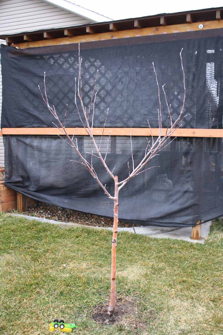Rules and guidelines for pruning your apple trees properly East Idaho