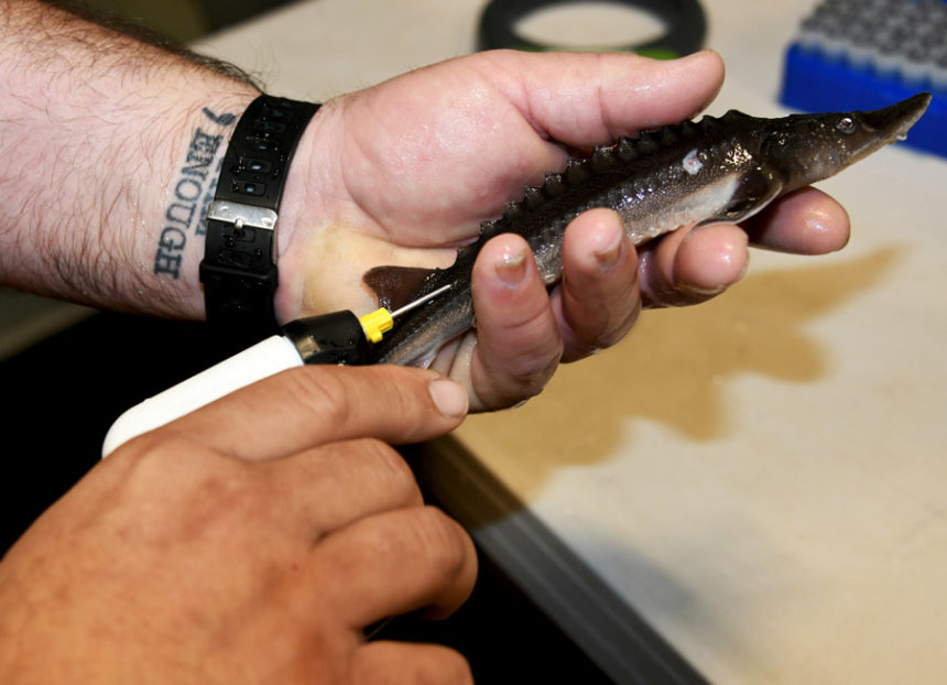 inserting a pit tag niagara springs sturgeon hatchery feb 2022