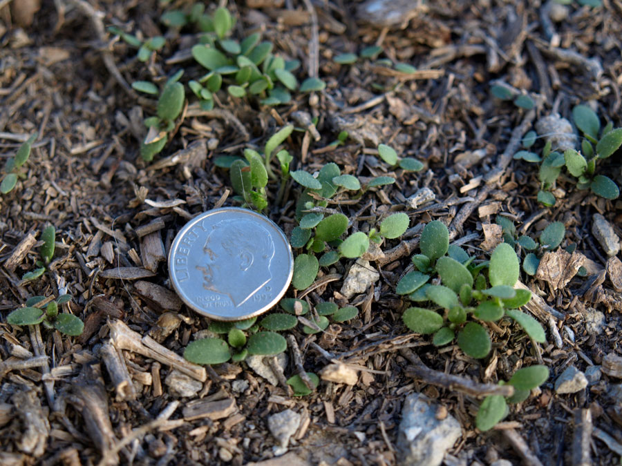 Looking at weed control as Spring approaches East Idaho News
