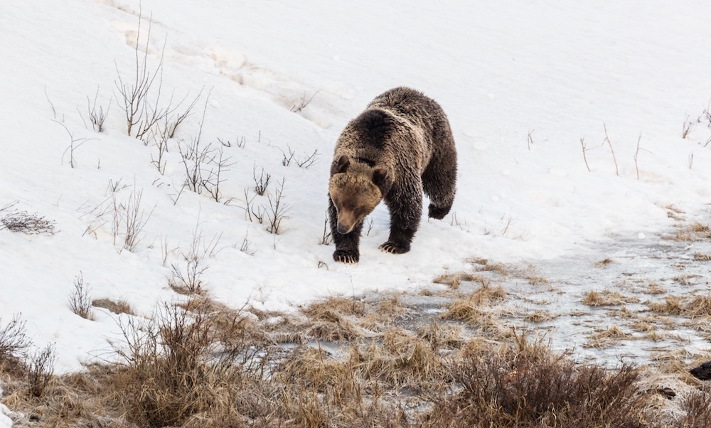 Yellowstone reports first grizzly bear sighting of the year East