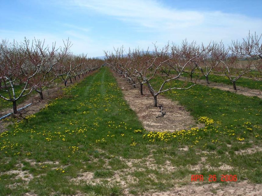 Why the scion and rootstock are important aspects of grafted apple
