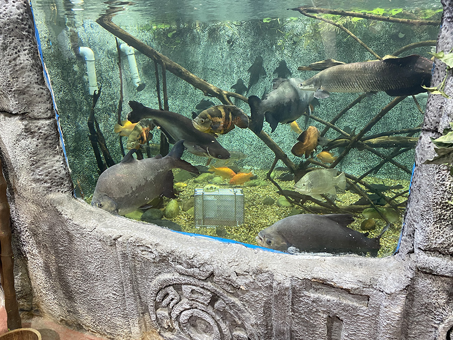 CAGE 2