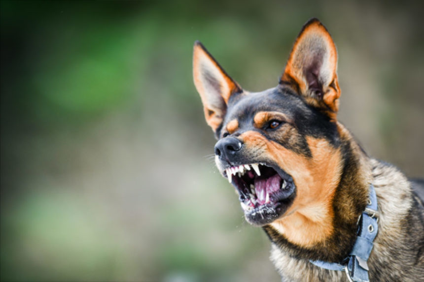 dog attack