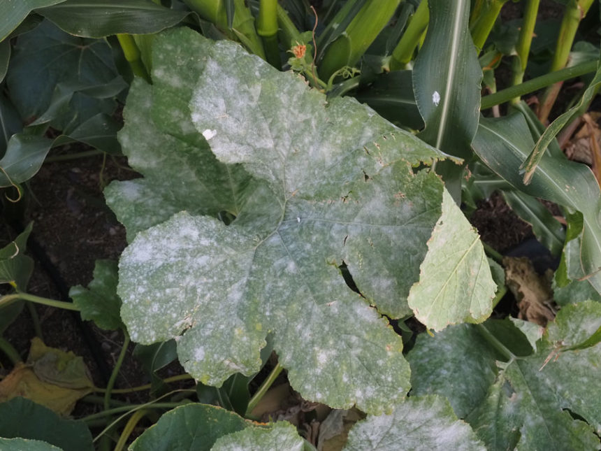Powdery mildew01