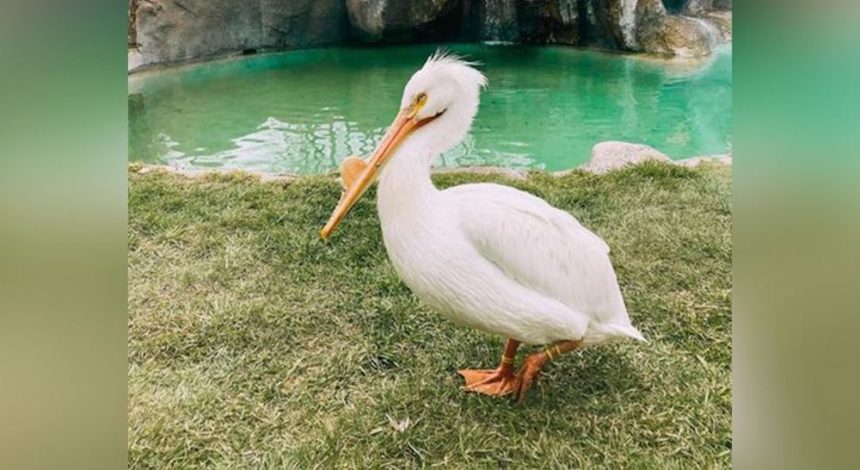 bird