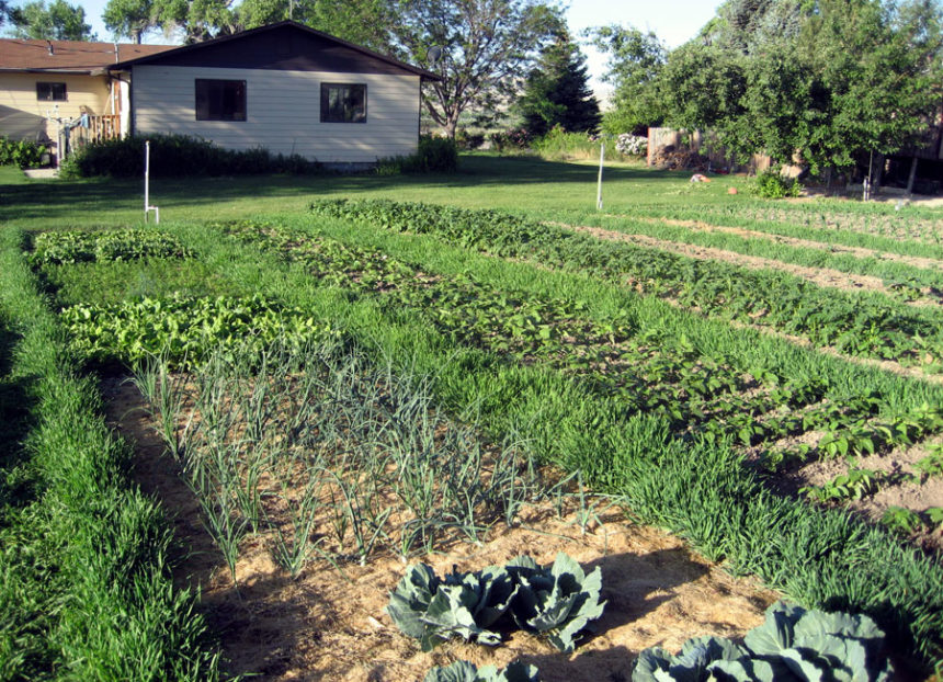 Row Gardening03