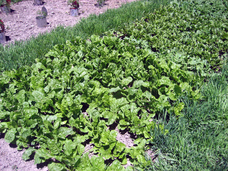 Row Gardening04